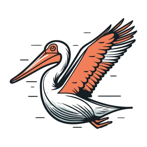 Pelican vector illustration. Stork isolated on white background.