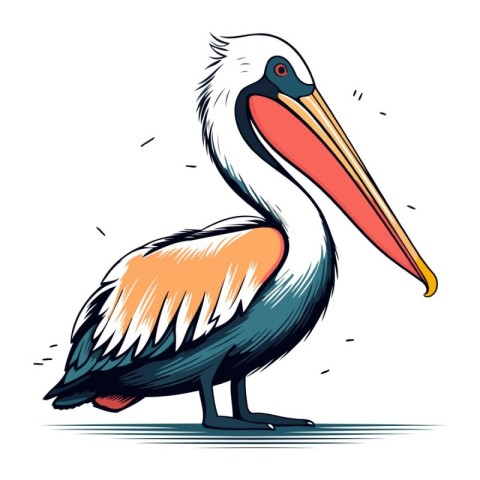 Pelican vector illustration. Isolated pelican on white backgroun