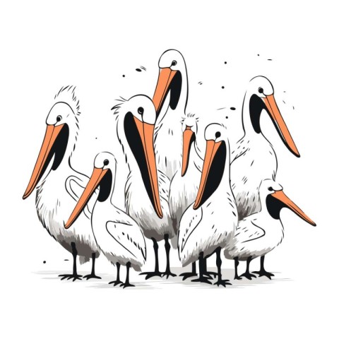 Pelican family. Hand drawn vector illustration isolated on white