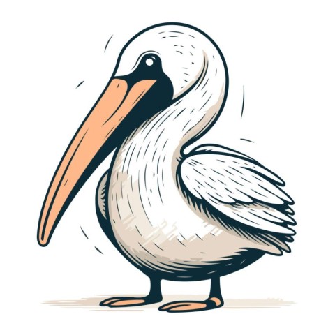 Pelican. hand drawn vector illustration isolated on white backgr