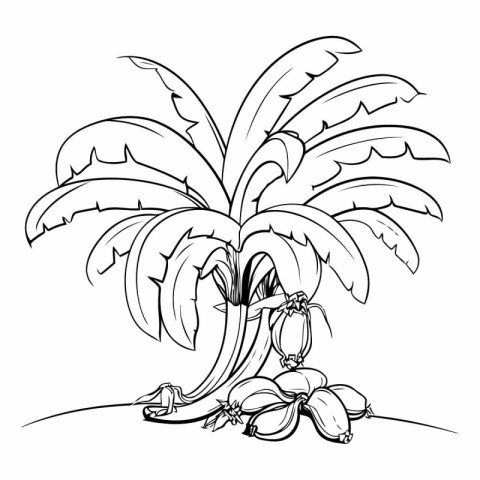 banana tree with coconuts. black and white vector illustration