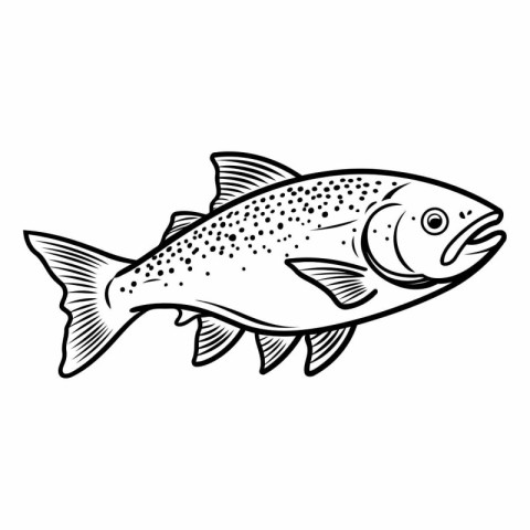 Vector illustration of a salmon. Isolated on a white background.