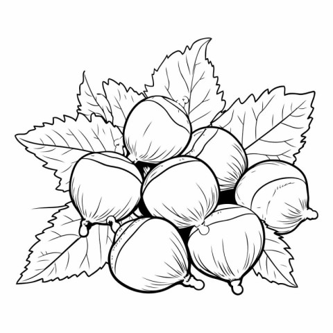 Vector Black and white engraved ink art. Isolated gooseberry ill