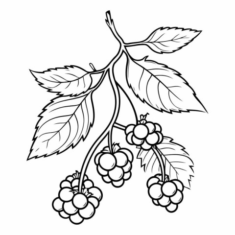 Black and white illustration of a branch of blackberries with le