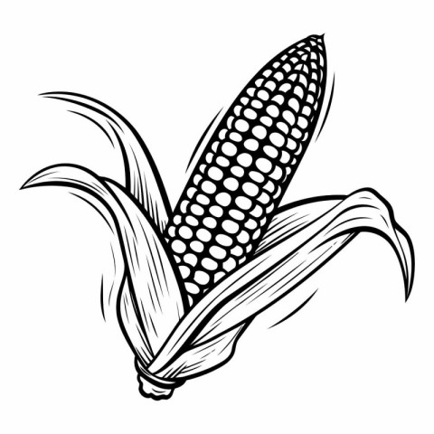 Corn. Black and white engraved ink art. Isolated corn illustrati