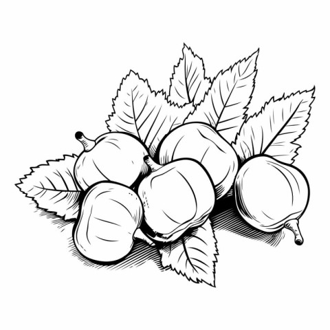 Hazelnuts with leaves. Hand drawn sketch.