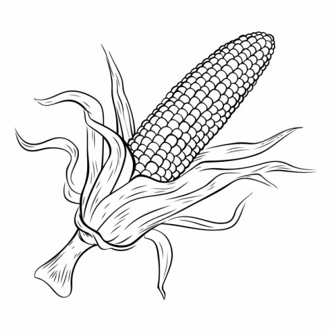 Illustration of a corn cob with leaves on a white background.