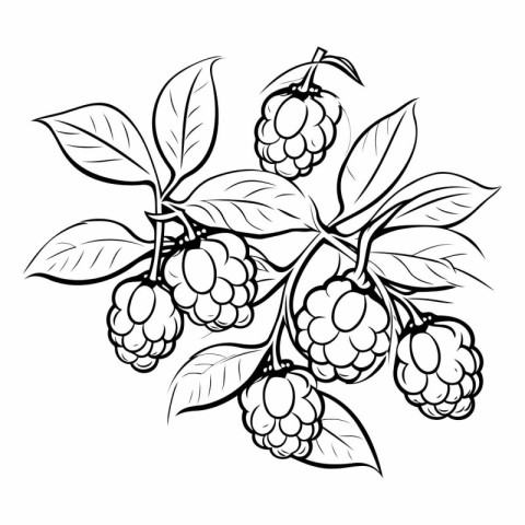 Raspberry branch with fruits and leaves. Black and white illustr