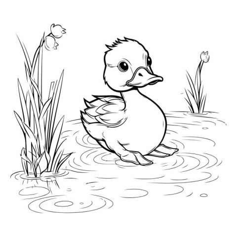 Duckling swimming in the pond. Black and white vector illustrati