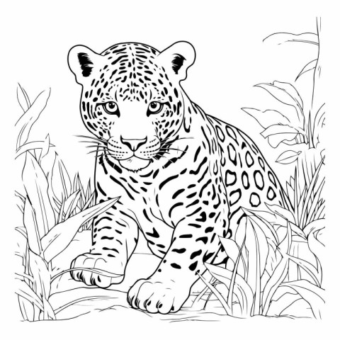 Jaguar in the jungle. Hand drawn vector illustration for colorin