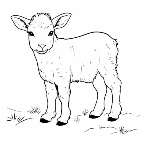 Vector image of a sheep on a white background. Farm animal.