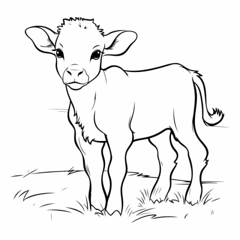 illustration of a calf on a meadow in black and white