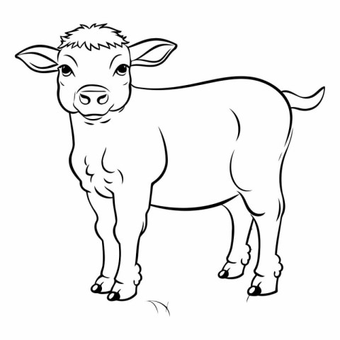 Illustration of a black and white cow on a white background.