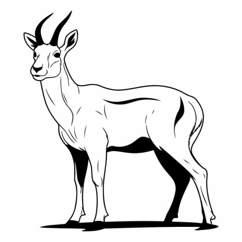 Antelope black and white vector illustration isolated on a white