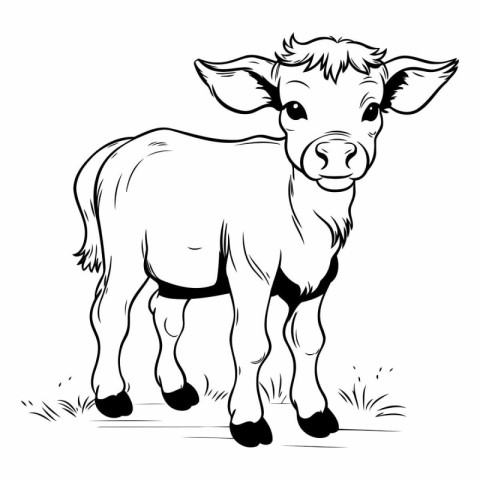 Illustration of a calf on a white background. Vector image.