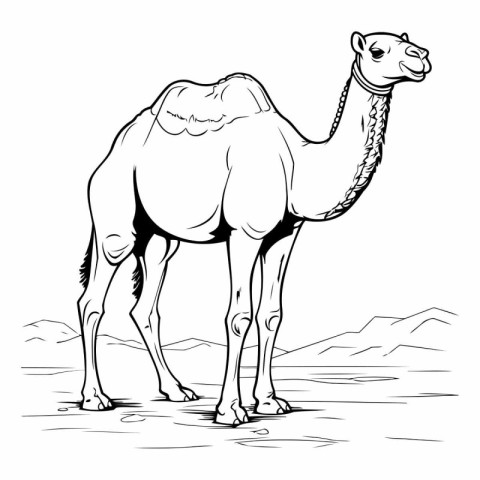 Camel in the desert of a camel on a white background.