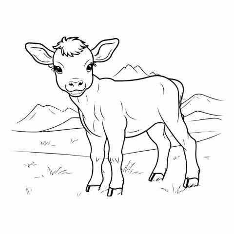 Calf in the meadow for coloring book.