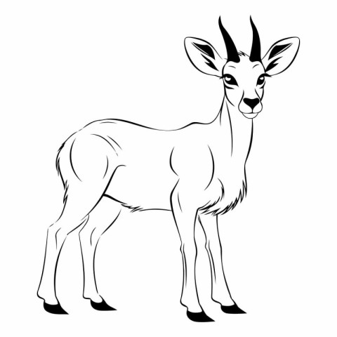 Vector image of antelope on a white background. Black and white