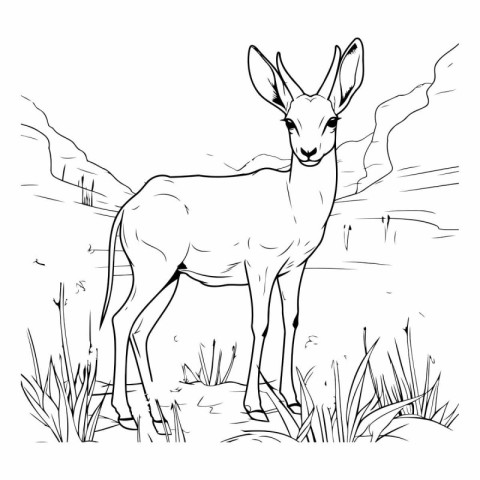 black and white sketch of a deer in the grass