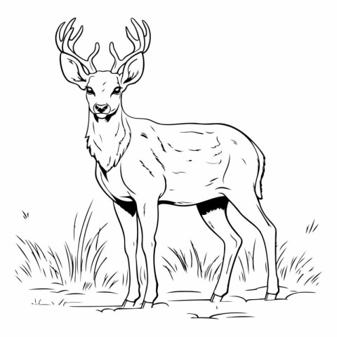 illustration of a deer in the meadow on a white background