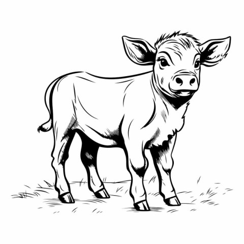 Vector illustration of a cow in black and white colors. Farm ani