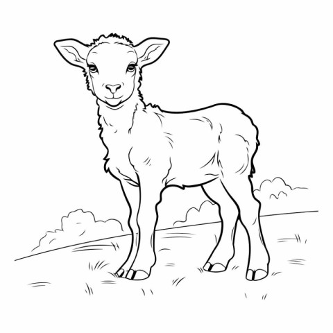 illustration of a sheep in the field. sketch for your design