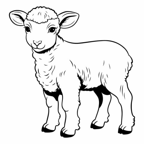 Vector image of a sheep on a white background. Hand drawn sketch