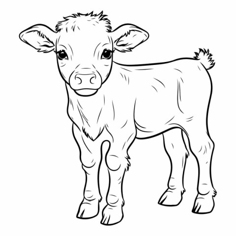 Vector image of a baby calf. Coloring book for children.