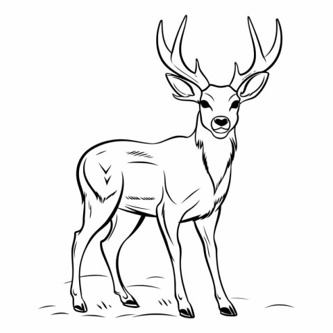 Black and white vector illustration of a deer isolated on white