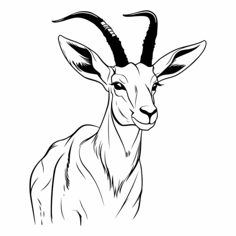 Vector image of a gazelle antelope on a white background