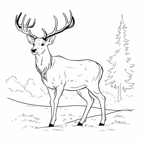 Deer in the forest. Black and white vector illustration for colo