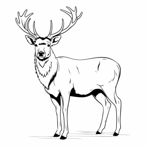 Deer. Black and white vector illustration isolated on white back