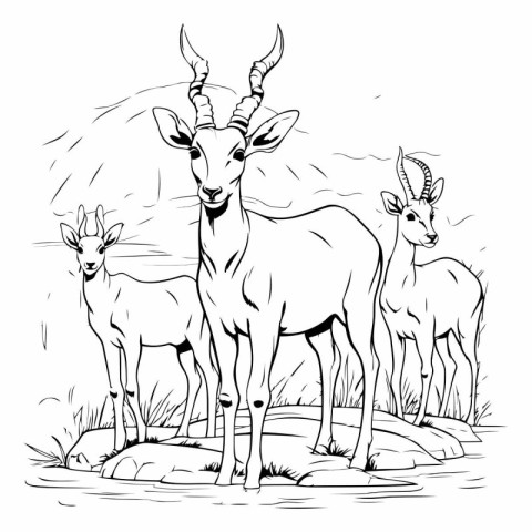 black and white sketch of antelope on the rock