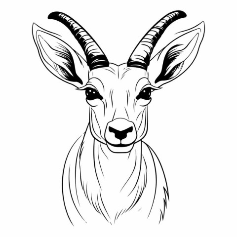 Vector image of a head of a gazelle on a white background