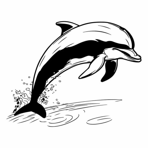 dolphin jumping out of water. black and white vector illustratio