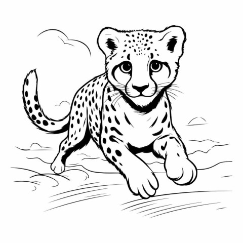 Cheetah - Cheetah in the wild