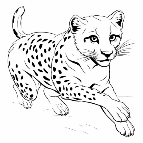 Cheetah vector illustration. Hand drawn sketch of cheetah.