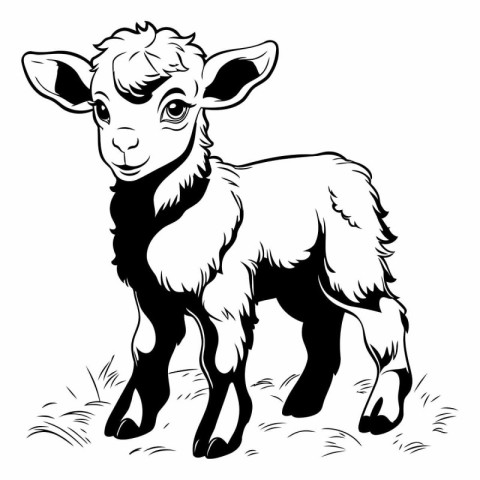 Vector image of a black and white sheep on a white background.