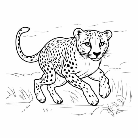 Cheetah running in the grass. Hand drawn vector illustration.