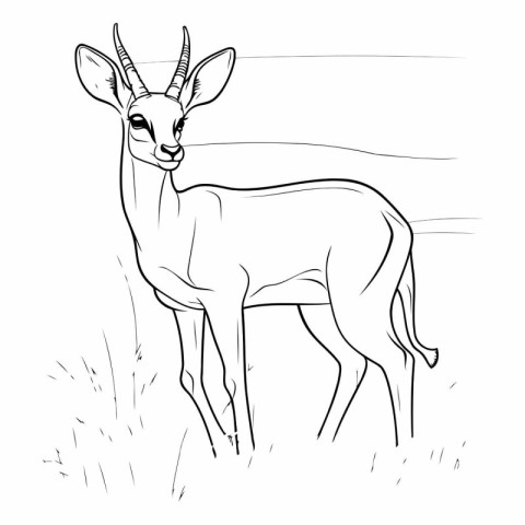 Outline sketch of a deer on a white background