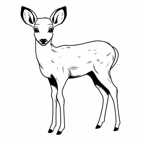 Deer black and white sketch isolated on white background.