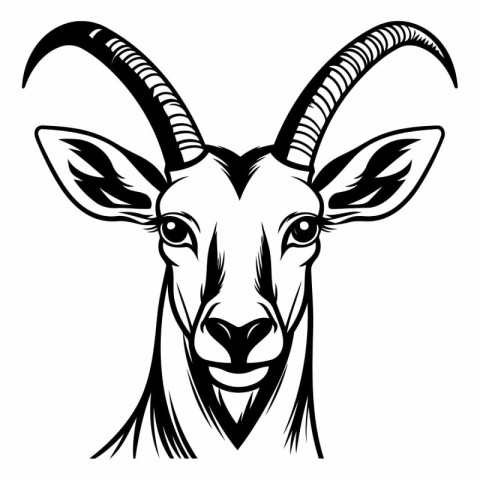 Goat head vector illustration isolated on white background. Goat