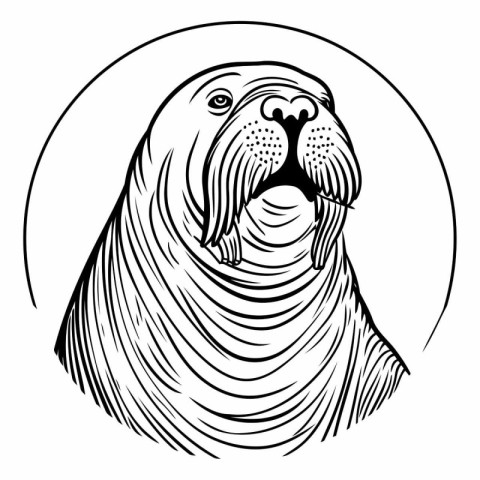 Vector illustration of a walrus in a circle on white background.