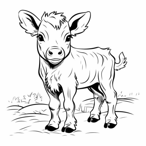 Black and white vector illustration of a calf standing on the gr