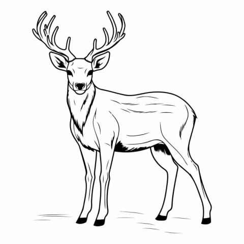 deer black and white vector illustration isolated on a white bac