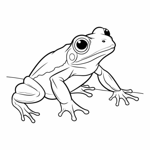 Frog on a white background. eps 10