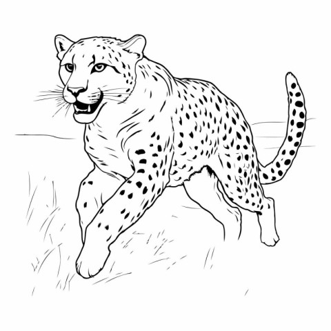 Cheetah. Hand drawn vector illustration of a cheetah.