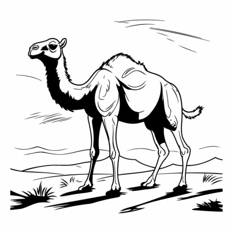 Camel in the desert. Black and white vector illustration of a ca