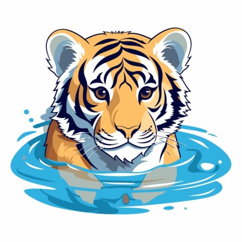 Tiger swimming in water isolated on white background.