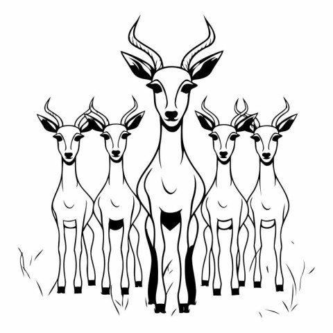 Black and white image of a group of impala